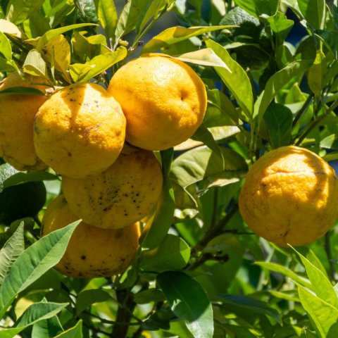CITRUS BERGAMIA - Bergamote, Bergamotier #1
