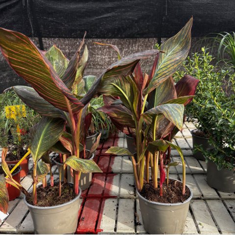 CANNA x GENERALIS Tropicana  - Canna tropical #1