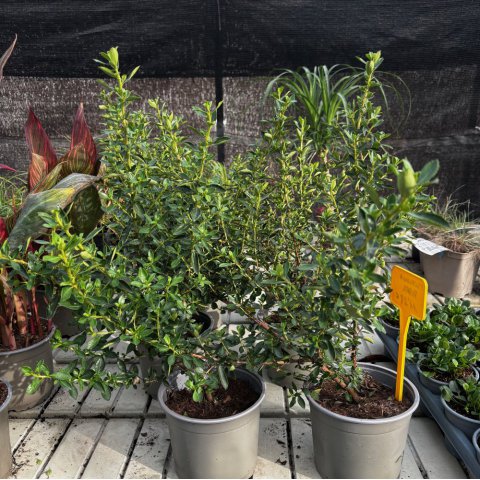 ESCALLONIA RUBRA var. MACRANTHA - Escalonia