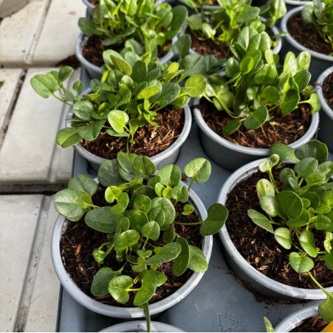 FALKIA REPENS - Petites oreilles