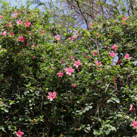 HIBISCUS ROSA SINENSIS Rose - Hibiscus Dainty Pink