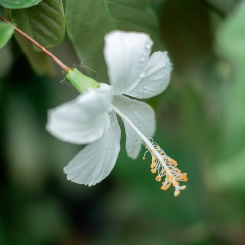 HIBISCUS ROSA SINENSIS Dainty White 
