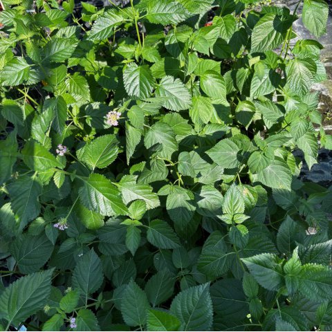 LANTANA CAMARA