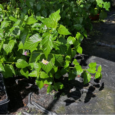 LANTANA CAMARA