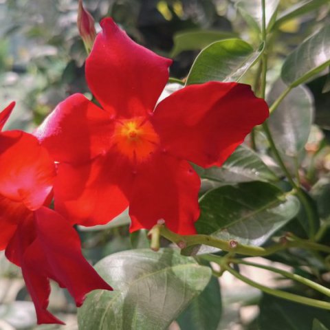 DIPLADENIA MANDEVILLA Rojo