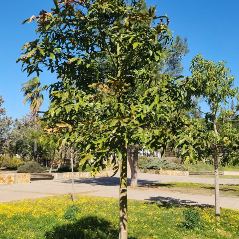BRACHYCHITON ACERIFOLIUS - Illawarra Flame Tree