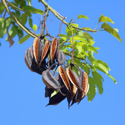 BRACHYCHITON ACERIFOLIUS - Flamme australienne