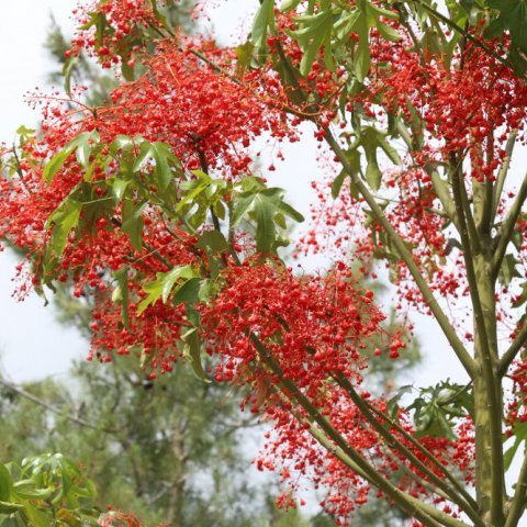 BRACHYCHITON ACERIFOLIUS - Flamme australienne