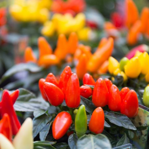 CAPSICUM ANNUUM - ORNAMENTAL DWARF SWWET PEPPER