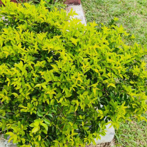 DURANTA REPENS