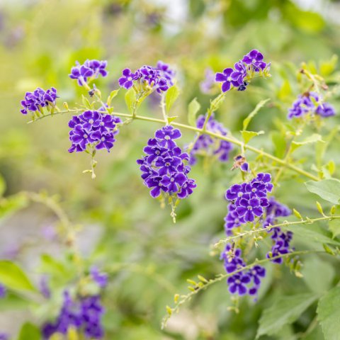 DURANTA REPENS