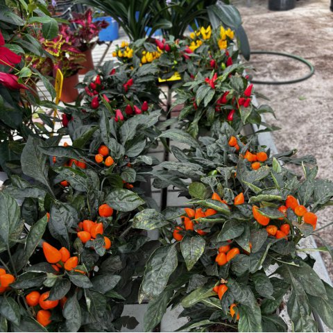 CAPSICUM ANNUUM - POIVRON NAIN ORNEMENTAL