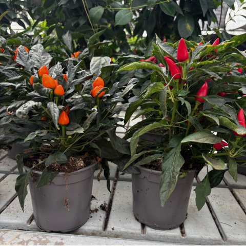 CAPSICUM ANNUUM - POIVRON NAIN ORNEMENTAL
