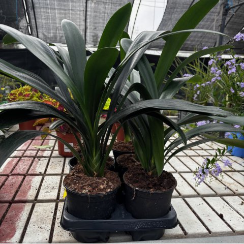 CLIVIA MINIATA - Natal Lily
