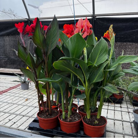 CANNA x GENERALIS - Canna Lily