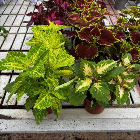 PLECTRANTHUS SCUTELLARIOIDES - COLEUS