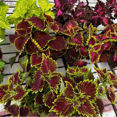 PLECTRANTHUS SCUTELLARIOIDES - COLEUS