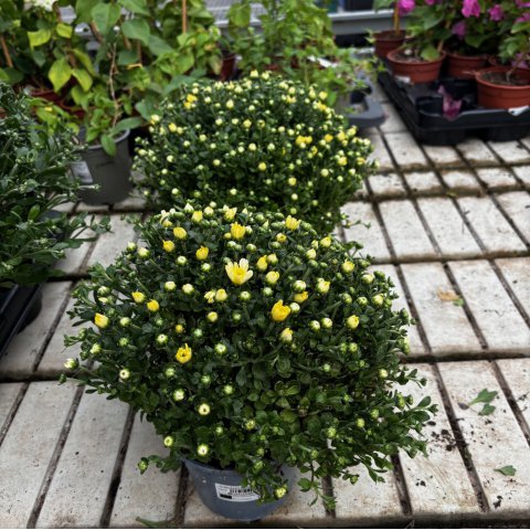 DENDRANTHEMA x GRANDIFLORUM Amarillo - Crisantemo de jard�n