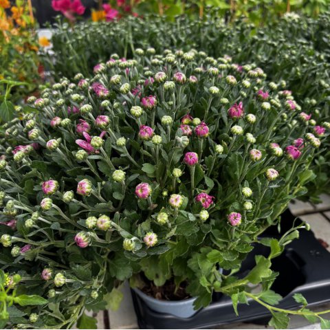 DENDRANTHEMA x GRANDIFLORUM Rosa