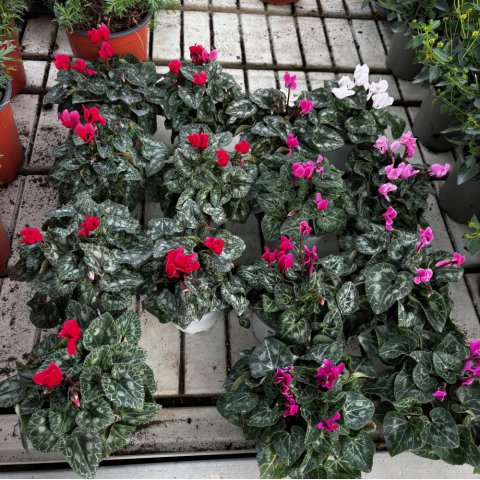 CYCLAMEN PERSICUM MINI - Cyclamen mini