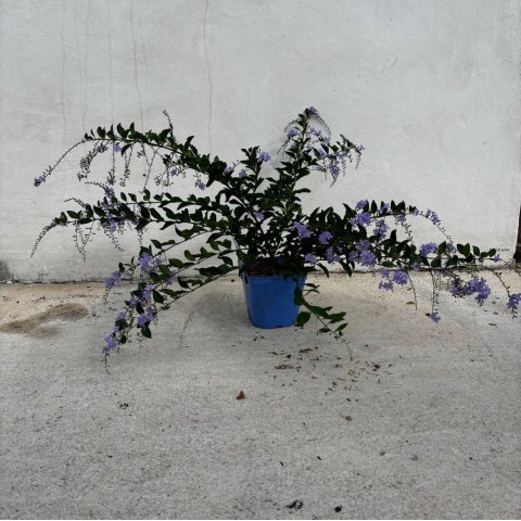 DURANTA REPENS - Flor celeste