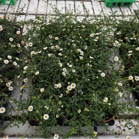 ERIGERON KARVINSKIANUS �Profusion� - Marguerite d�Espagne