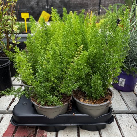 ASPARAGUS DENSIFLORUS Myersii - Cola de zorro