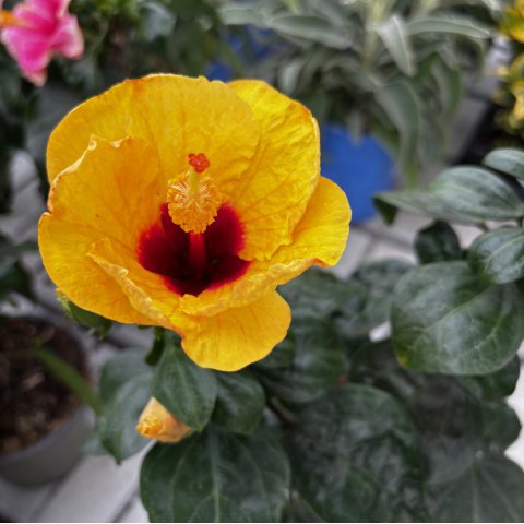 HIBISCUS ROSA SINENSIS Jaune - Hibiscus jaune