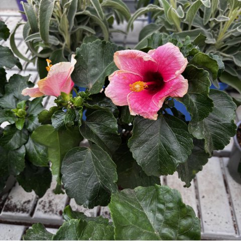 HIBISCUS ROSA SINENSIS Rose - Hibiscus rose