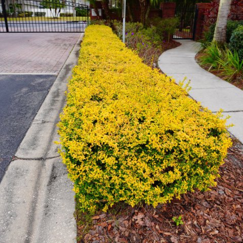 LIGUSTRUM OVALIFOLIUM Aureum