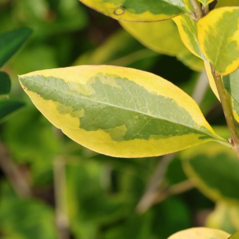 LIGUSTRUM OVALIFOLIUM Aureum