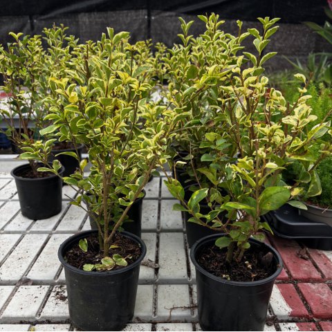 LIGUSTRUM OVALIFOLIUM Aureum