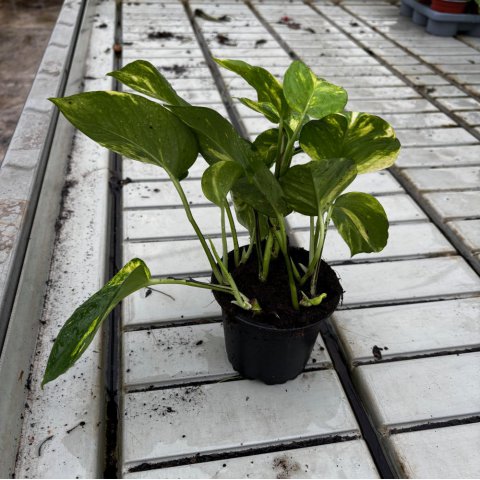 EPIPREMNUM AUREUM - Pothos Plant