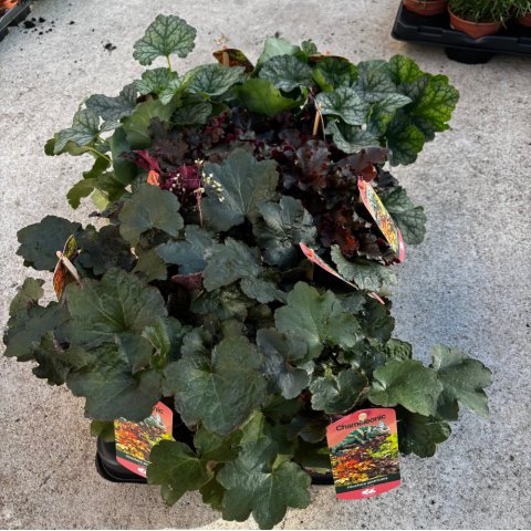 HEUCHERA AMERICANA