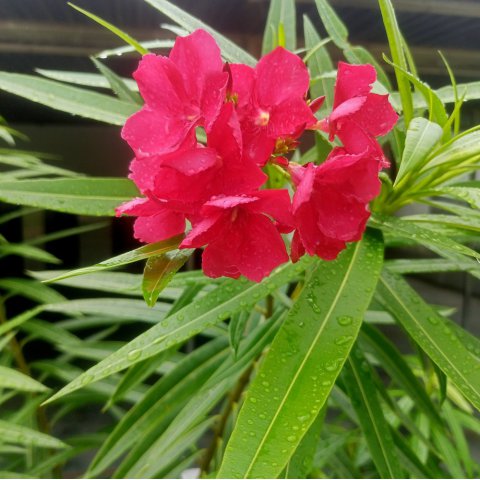 NERIUM OLEANDER NANA Rojo
