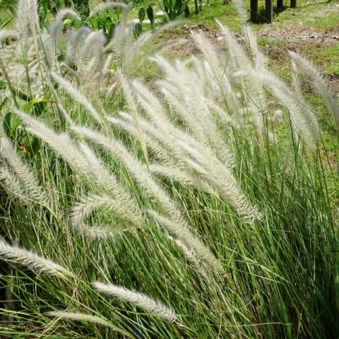 PENNISETUM ALOPECUROIDES �Hameln� - Cola de zorro �Hameln�