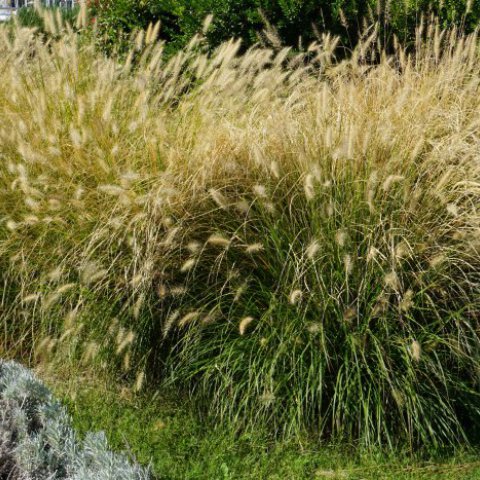 PENNISETUM ALOPECUROIDES �Hameln� - Cola de zorro �Hameln�