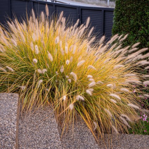 PENNISETUM ALOPECUROIDES 'Hameln'