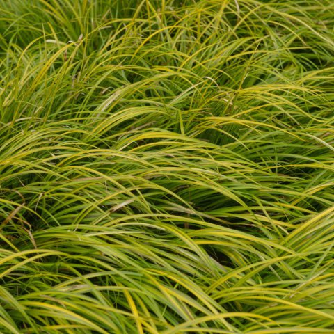 ACORUS GRAMINEUS 'Oborozuki' 