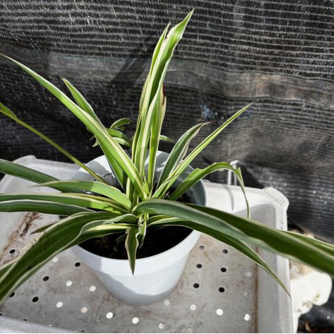 CHLOROPHYTUM COMOSUM