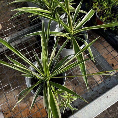 CHLOROPHYTUM COMOSUM