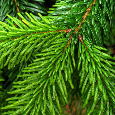 ABIES NORDMANNIANA - Abeto del Cucaso