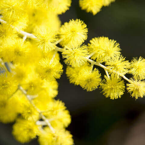 ACACIA BAILEYANA - Acacia Mimosa