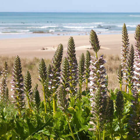 ACANTHUS MOLLIS - Acanto