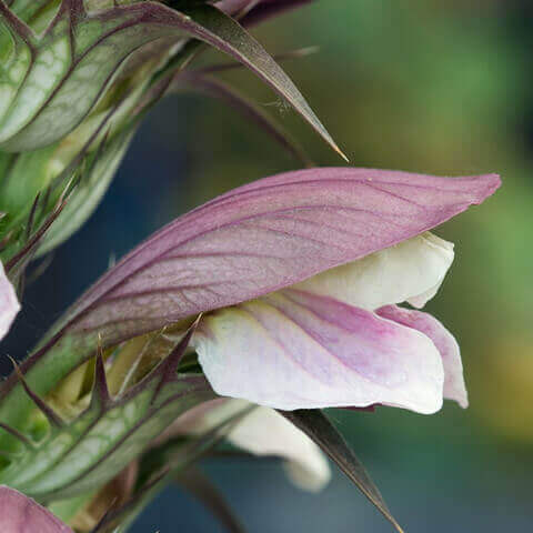 ACANTHUS MOLLIS - Acanto