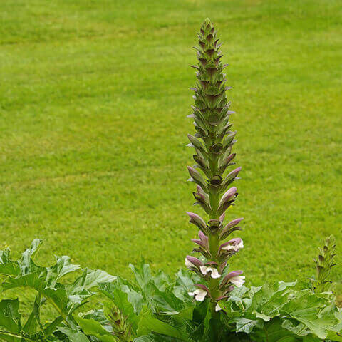 ACANTHUS MOLLIS - Acanto