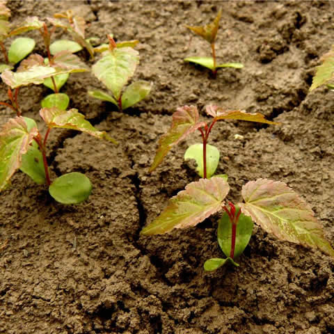 ACER GINNALA - Arce de Manchuria