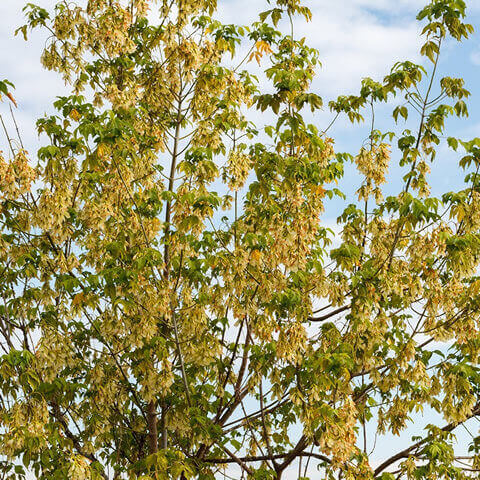 ACER NEGUNDO - Negundo