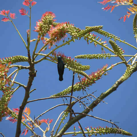 ACROCARPUS FRAXINIFOLIUS - Cedro rosado