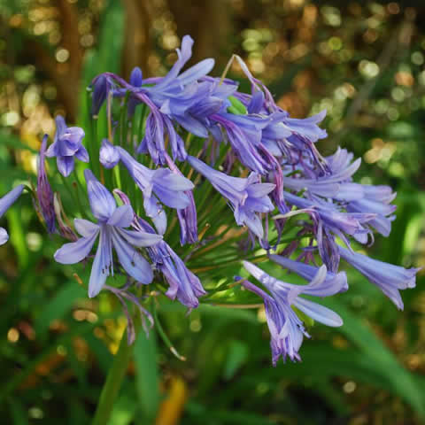 AGAPANTHUS PRAECOX Queen Anne - Lily of the Nile #1